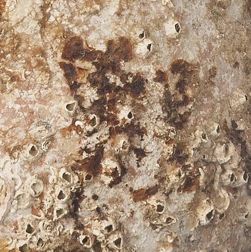Amphore de mer antique 'Baetica'
