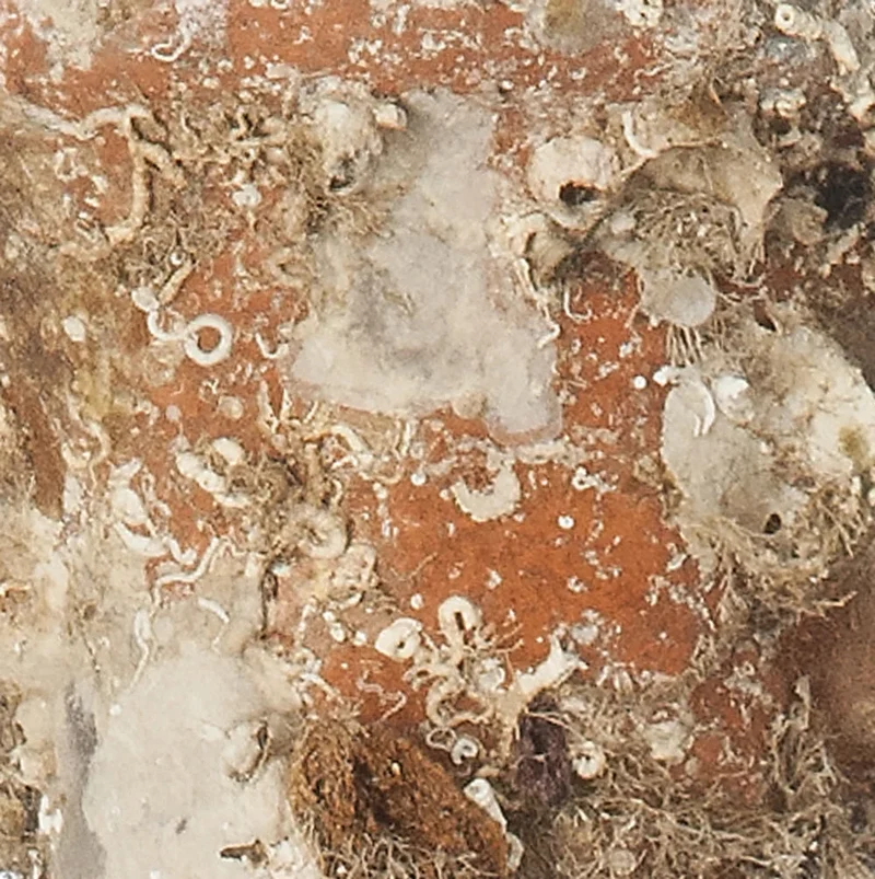 Amphore de mer antique 'Gadir'