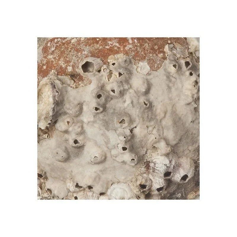 Amphore de mer antique grecque