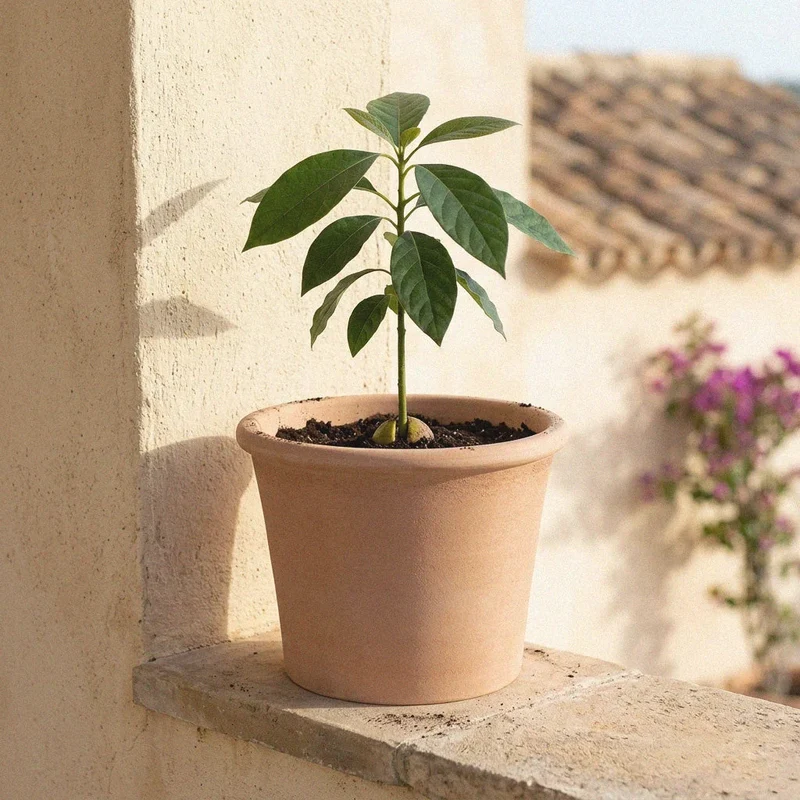 Pot classique en terre cuite